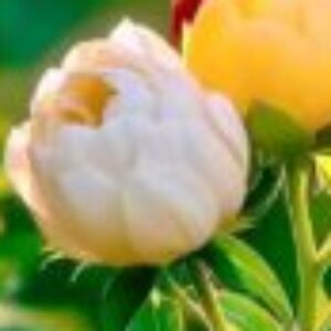 Profile photo of priya muke