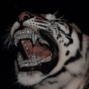 Profile photo of EKRAM ABDI