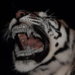 Profile photo of EKRAM ABDI